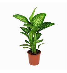Difenbahya (Dieffenbachia) Saksı Bitkisi